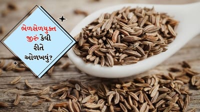 શું વઘારમાં વપરાતું જીરું નકલી છે? ભેળસેળ ઓળખવા માટે FSSAIએ બતાવી પદ્ધતિ, જુઓ Video