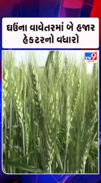 રવિપાકના વાવેતરમાં ફેરફાર