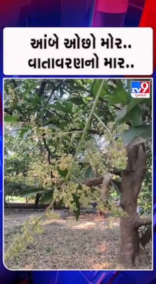 ઠંડી મોડી પડવાના કારણે કેરીના પાકને અસર