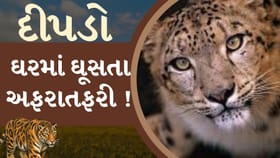 Breaking News : અમરેલીના નાનીધારી ગામમાં દીપડો ઘરમાં ઘૂસતા અફરાતફરી !