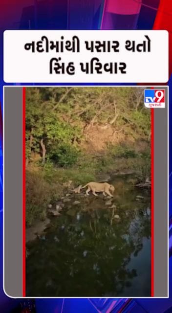 બાળ સિંહોએ માતા પાસેથી લીધી ટ્રેનિંગ