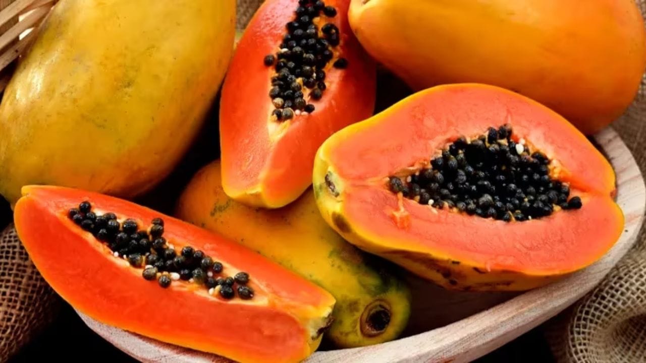 શિયાળા દરમિયાન પપૈયા ખાતી વખતે આ બાબતો ધ્યાનમાં રાખો: આ ઉપરાંત રેફ્રિજરેટરમાંથી કાઢ્યા પછી તરત જ ખૂબ ઠંડુ પપૈયા ન ખાવાનું ધ્યાનમાં રાખો. જો તમને શરદી કે ખાંસી હોય તો હુંફાળું પાણી પીધા પછી જ પપૈયા ખાઓ. જો શરદી કે ઉધરસ વધારે હોય તો પપૈયા ખાવાનું ટાળો.
