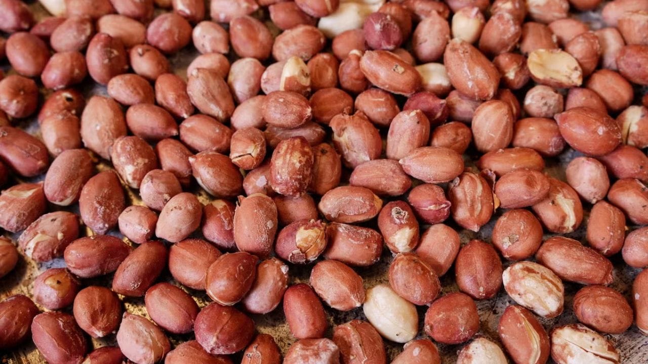 મગફળીને ગોળ સાથે ખાઓ: મગફળીને ગોળ સાથે ખાવાથી ખૂબ જ ફાયદો થાય છે. ગોળમાં એન્ટીઑકિસડન્ટ હોય છે અને મગફળીમાં પ્રોટીન હોય છે. આ મિશ્રણ સ્વાસ્થ્ય માટે ફાયદાકારક છે. જોકે કેટલાક લોકોએ મગફળી ટાળવી જોઈએ, કારણ કે તે હાનિકારક હોઈ શકે છે. ઉપરાંત ધ્યાનમાં રાખો કે દરરોજ 25 ગ્રામથી વધુ મગફળીનું સેવન ન કરો. આ ઋતુ દરમિયાન તમે તેને તમારા દૈનિક આહારમાં સામેલ કરી શકો છો, પરંતુ તેને મર્યાદિત માત્રામાં ખાવું શ્રેષ્ઠ છે.