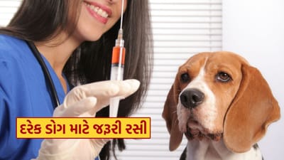 તમારા Pet Dog ને દરેક બીમારીઓથી દૂર રાખવા Common રસી કઈ-કઈ છે ? જાણી લો