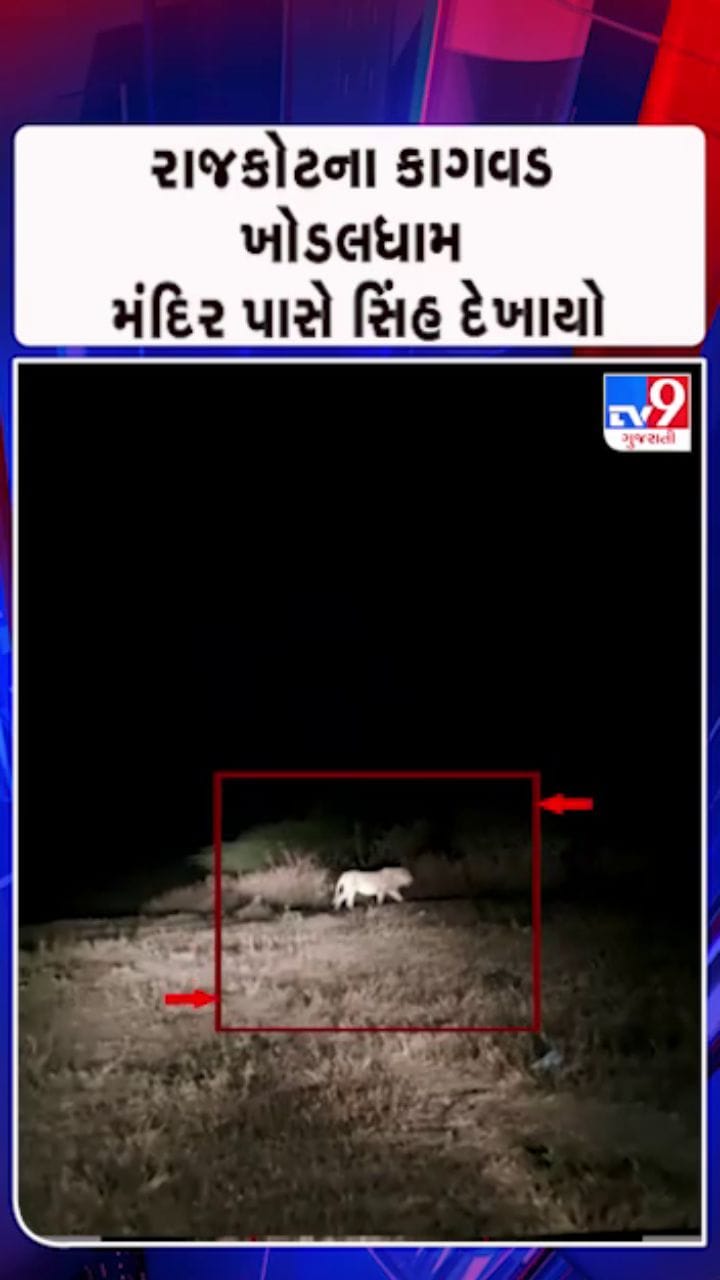સિંહ અંગે સ્થાનિક લોકોએ વન વિભાગને કરી જાણ