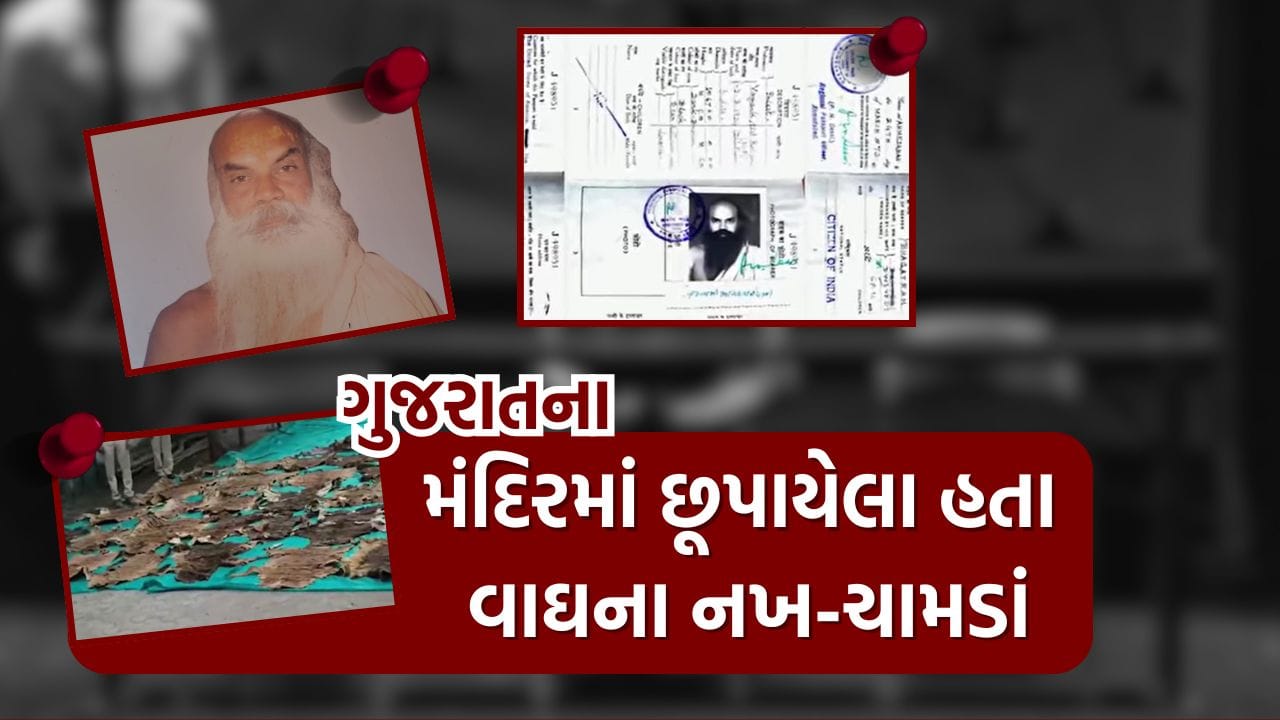 ગુજરાતમાં આ મંદિરના જુના મકાનમાંથી મળ્યા 40થી વધુ વાઘના ચામડા અને 133 નખ, જુઓ Video