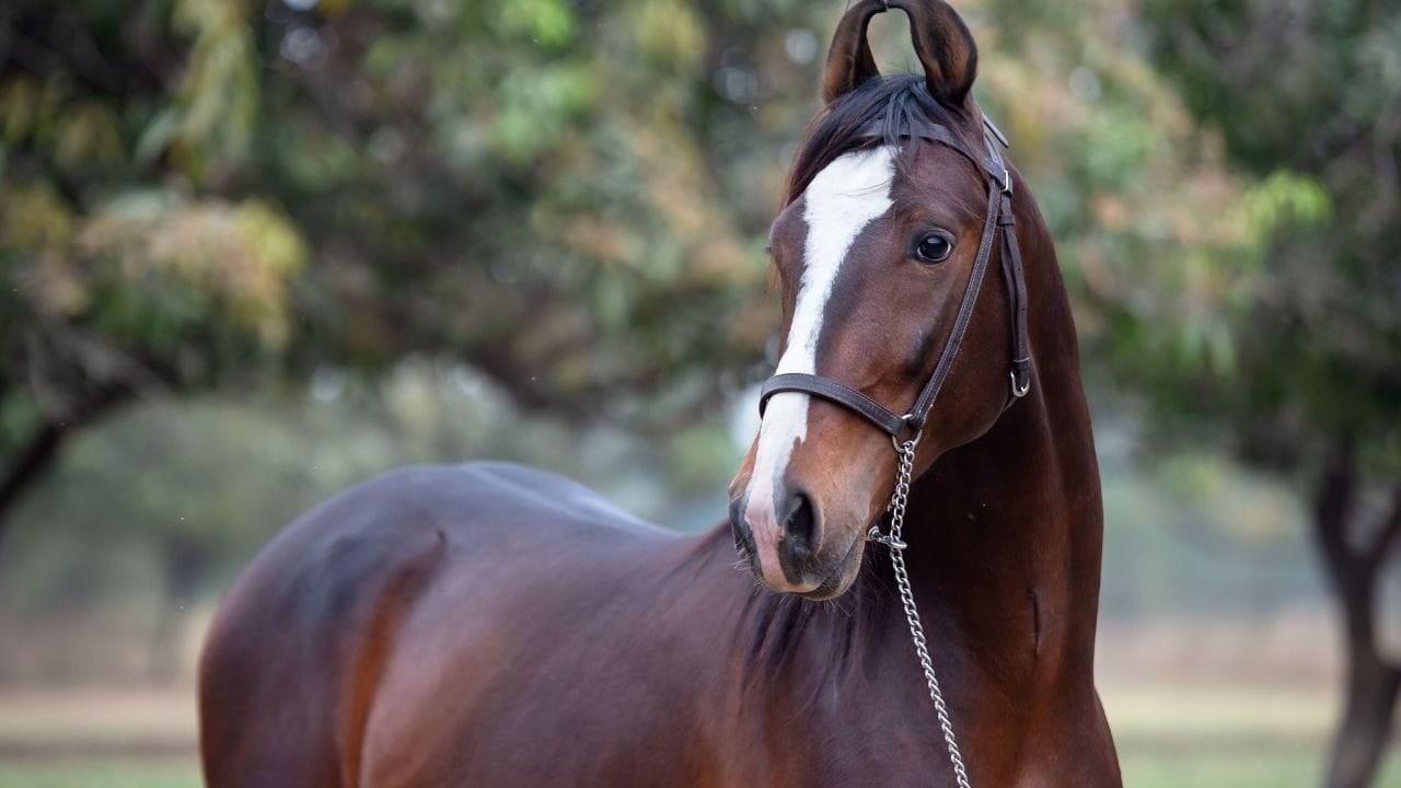 રાજસ્થાનની આ પ્રખ્યાત નશલ તેની વાંકડિયા કાન, ઊંચી ચાલ અને બહાદુરી માટે ઓળખાય છે. ભારતીય સેના અને કાવલરી યુનિટ્સમાં_marwadi_ ઘોડાઓને વિશેષ સ્થાન આપવામાં આવે છે. પરેડ માટે તેઓ અત્યંત યોગ્ય માનવામાં આવે છે.