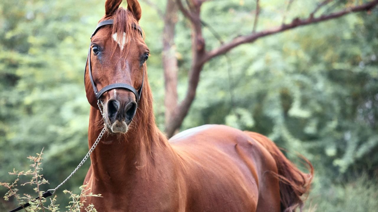 ગુજરાત અને સૌરાષ્ટ્ર વિસ્તારમાંથી આવતી આ નશલ મજબૂત શરીર, સહનશક્તિ અને શાંત સ્વભાવ માટે જાણીતી છે. ભારે અવાજ અને ભીડ વચ્ચે પણ કાઠિયાવાડી ઘોડા શિસ્ત જાળવી શકે છે.