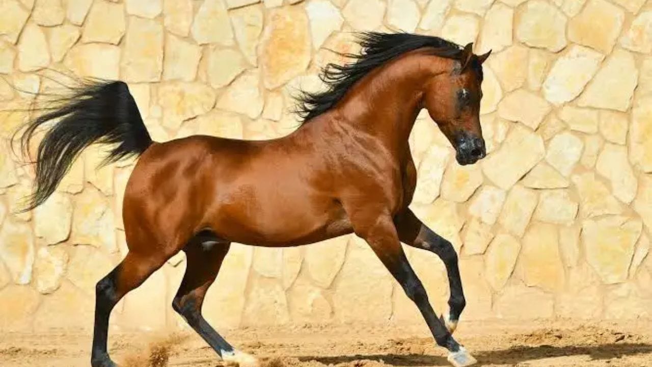 ક્યારેક ખાસ સમારંભો માટે અરેબિયન નશલના ઘોડાઓ પણ જોવા મળે છે. તેમની ચુસ્તતા, સ્ટેમિના અને આકર્ષક દેખાવ તેમને પરેડ માટે યોગ્ય બનાવે છે. આ તમામ ઘોડાઓને પરેડમાં સામેલ કરતા પહેલાં લાંબા સમય સુધી કડક તાલીમ અને પરીક્ષણ પ્રક્રિયામાંથી પસાર કરાવવામાં આવે છે. જેથી તેઓ દેશના સૌથી મોટા રાષ્ટ્રીય સમારંભમાં કોઈ ભૂલ વિના શાનદાર પ્રદર્શન કરી શકે. (નોંધ : અહીં આપવામા આવેલી માહિતી પબ્લિક ડોમેઈનમાં ઉપલબ્ધ માહિતીના આધારે છે.)