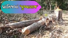 સાબરકાંઠામાં ફરી ચંદન ચોરી, ખેડૂતોમાં ચિંતાનો માહોલ, જુઓ Video