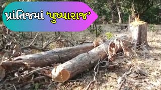 Sabarkantha: ચંદન તસ્કરોનો તરખાટ! પ્રાંતિજમાં ફરી ચોરી, ખેડૂતોમાં ચિંતાનો માહોલ, જુઓ Video