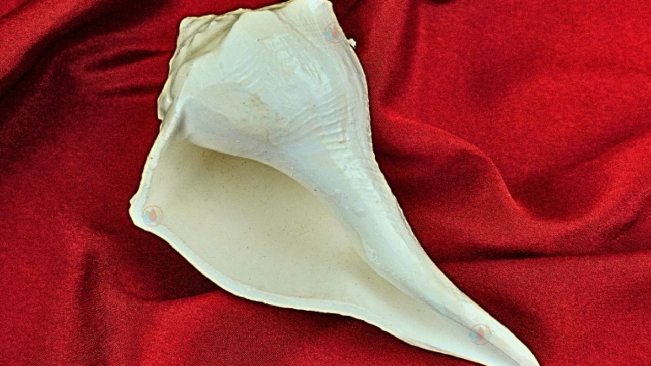 ઘરના મુખ્ય દરવાજા, પ્રાર્થના ખંડ અને રસોડા સાથે સંબંધિત ઘણા નિયમો છે, જેને અવગણવામાં આવે તો વાસ્તુ દોષ સર્જાય છે. જોકે આ અંગે ચિંતા કરવાની જરૂર નથી. કારણ કે કેટલાક ઉપાયો એવા છે જે વાસ્તુ દોષને સરળતાથી દૂર કરી શકે છે. આવો જ એક ઉપાય શંખ સાથે સંબંધિત છે.
