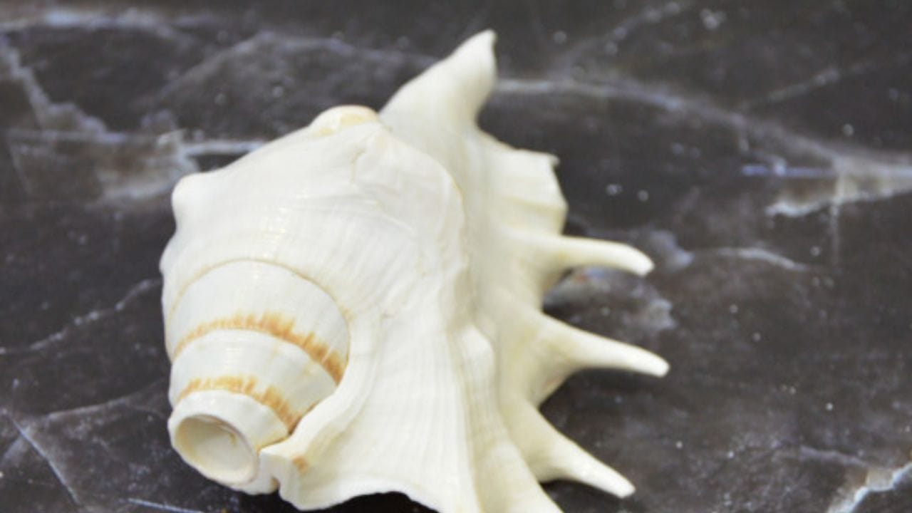 એવું પણ માનવામાં આવે છે કે જ્યાં સુધી શંખનો અવાજ પહોંચે છે ત્યાં સુધી કોઈ રોગ ટકી શકતો નથી. પરંપરા અનુસાર ઘરમાં દરરોજ સાંજે શંખ ફૂંકવાથી ગરીબીથી લઈને આંખના રોગો અને ક્ષય રોગ સુધીની દરેક વસ્તુથી બચી શકાય છે. જો તમારા ઘરના કોઈ ખૂણમાં વાસ્તુ દોષ છે, તો તમારે ચોક્કસપણે તે ખૂણામાં શંખ ​​મૂકવો જોઈએ.
