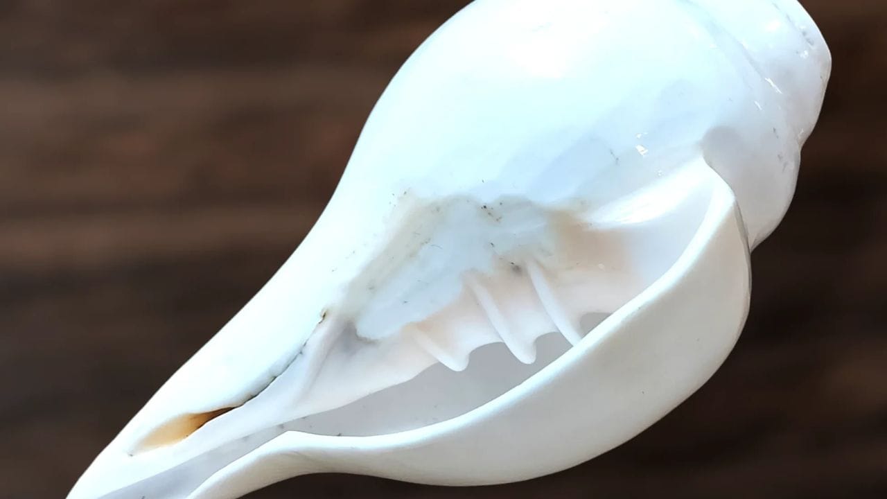 આ બાબતોનું ધ્યાન રાખો: જો તમારા ઘરમાં શંખ ​​હોય તો કેટલીક સાવચેતીઓનું પાલન કરવું મહત્વપૂર્ણ છે. વાસ્તુ સિદ્ધાંતો અનુસાર શંખ હંમેશા ઘરના ઉત્તર-પૂર્વ ખૂણામાં રાખવો જોઈએ. આ ઉપરાંત યાદ રાખો કે શંખને ક્યારેય સીધો જમીન પર ન રાખવો. 
