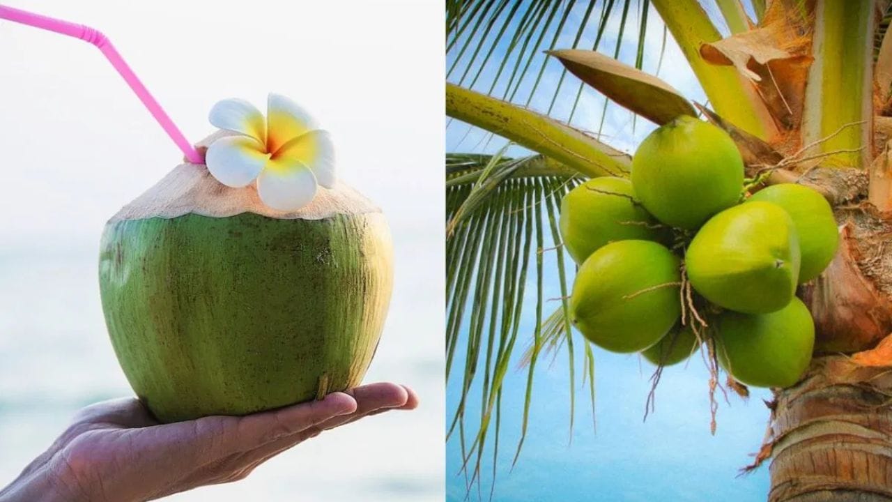 જો તમને કોઈ ગંભીર સ્વાસ્થ્ય સમસ્યા નથી, તો તમે એક દિવસમાં એકથી બે ગ્લાસ એટલે કે 400 મિલી સુધી નાળિયેર પાણી પી શકો છો. આનું સેવન મર્યાદિત માત્રામાં જ કરવું જોઈએ. જો તમને ડાયાબિટીસની સમસ્યા હોય, તો નાળિયેર પાણી પીતા પહેલા ડોક્ટરની સલાહ જરૂર લો.