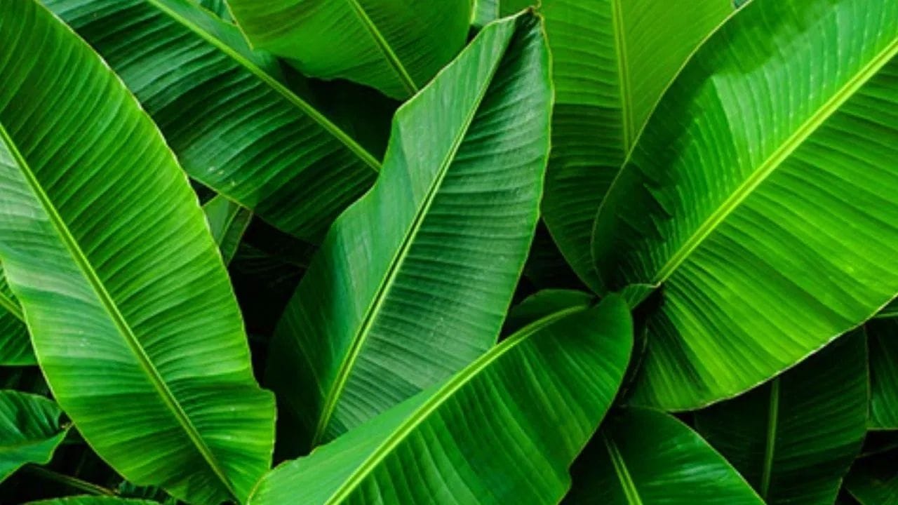 કેળના પાનમાં રહેલા એન્ટીઓક્સીડેન્ટ અને પોલીફેનોલ્સ શરીરની રોગપ્રતિકારક શક્તિ (ઇમ્યૂન સિસ્ટમ) ને મજબૂત બનાવવામાં મદદ કરે છે. ખાસ વાત એ છે કે, આનાથી તમારા શરીરને ચેપ અને બેક્ટેરિયા સામે લડવામાં મદદ મળે છે.