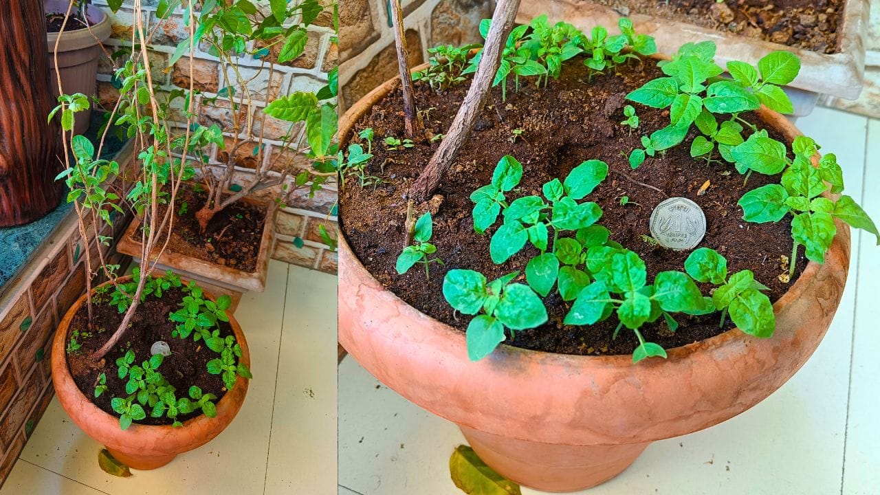 જો તુલસીના પાન પર નાના સફેદ રંગની જીવાતો નજરે પડે, તો તરત જ તેની સારવાર કરવી જરૂરી છે. લીમડાના પાંદડાં પાણીમાં ઉકાળો તેને ઠંડુ થયા બાદ તે દ્રાવણ તુલસીના છોડ પર છાંટો. આ ઉપાય જીવાતોને દૂર રાખવામાં મદદ કરશે અને છોડને નુકસાનથી બચાવશે. ( આ માહિતી માત્ર જાણકારી માટે આપવામાં આવે છે.આ અંગે કૃષિ નિષ્ણાતોની સલાહ લેવી )