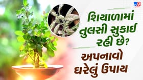 શિયાળામાં તુલસી સુકાઈ રહી છે? અપનાવો આ ઘરેલુ ઉપાય અને લાવો ફરી હરિયાળી