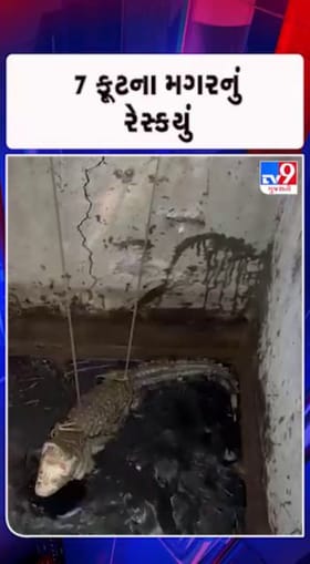 મગરનું રેસ્ક્યુ કરી વન વિભાગને સોંપાયો