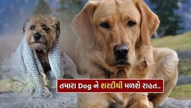 શિયાળામાં તમારા Pet Dog ને શરદી થઈ છે ? જાણો મટાડવાના ઘરેલુ ઉપાય..