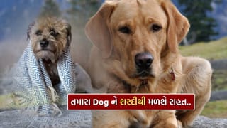 શિયાળામાં તમારા Pet Dog ને શરદી થઈ છે ? જાણો તેને મટાડવાના ઘરેલું ઉપાય, જુઓ Video
