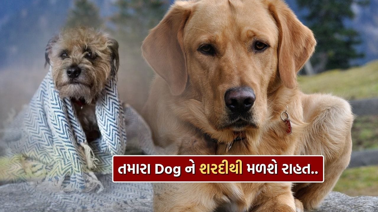 શિયાળામાં તમારા Pet Dog ને શરદી થઈ છે ? જાણો તેને મટાડવાના ઘરેલું ઉપાય, જુઓ Video