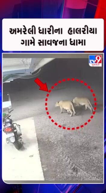 મોડી રાત્રે ગામમાં બે સાવજ પ્રવેશ્યા