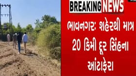 ભાવનગરથી માત્ર 20 કિલોમીટર દૂર સિંહોના આંટાફેરા