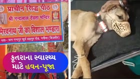 હનુમાનજીની પરિક્રમા કરનારા કૂતરાના સ્વાસ્થ્ય માટે કરી હવન-પૂજા