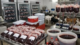 માણસના બ્લડ બેગમાં બકરીનું લોહી, DCAની રેડમાં મોટુ કૌભાંડ ઝડપાયુ