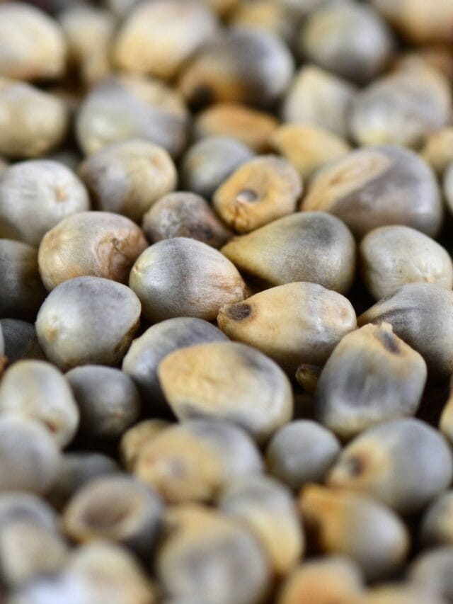 બાજરીમાંથી બનાવો આ 5 વસ્તુઓ, જે સ્વાસ્થ્ય માટે છે ખૂબ જ સારી