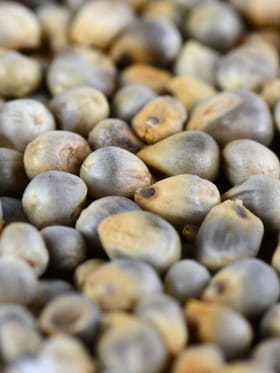 બાજરીમાંથી બનાવો આ 5 વસ્તુઓ, જે સ્વાસ્થ્ય માટે છે ખૂબ જ સારી