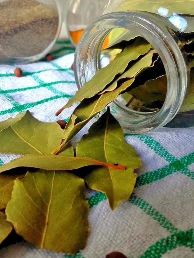 ઘરના કામકાજથી લઈને સ્કીન કેર સુધી, તમાલપત્રનો આ રીતે કરો ઉપયોગ