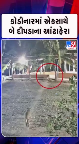 દીપડા મંદિરમાં આંટાફેરા મારતા CCTV કેમેરામાં કેદ