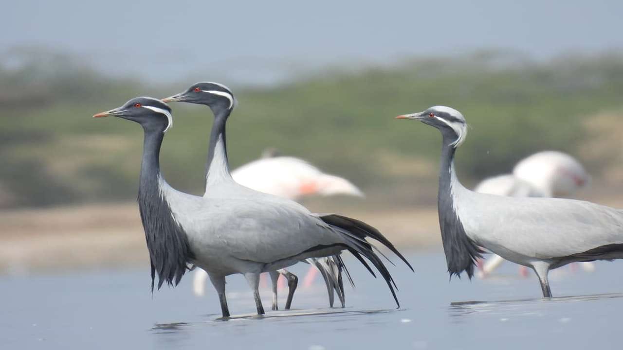 જામનગરના ખિજડીયા પક્ષી અભયારણ્યમાં 334 પ્રજાતિઓના અંદાજે 3.09,062 પક્ષીઓ નોંધાયા છે. આ વિસ્તારમાં મુખ્યત્વે કાળી ડોક ઢોંક, ગાજ હંસ, પેણ, ફેંલમીગો, નકટો, લુહાર, ચેતવા, ગયણો, કિચડીયા પક્ષીઓ, ગડવાલ, સીસોટી બતક, ચમચો, કાજીયા, કબુત બગલો, મલાર્ડ, ભગતડુ, નીલજલ મુરધો, આઈબીસ, નાની મુરધાબી, કોટન ટીલ સર્પગ્રીવ, કિંગફિશર, કુંજ, કરકરા, પીળી ચાંચ ઢોંક, ગલ, ટન, પતરંગો, શીફટ્, ઈગલ, શકરો, કાઈટ, જળહળ, ટુકટુકીયો, પીળક, દુધરાજ, કાળોકોશી તેમજ મોટી ચોટલી ડુબકી પ્રજાતિઓના પક્ષીઓ જોવા મળે છે. આ ઉપરાંત વસ્તી અંદાજ 2023 મુજબ રાજ્યમાં રાષ્ટ્રીય પક્ષી મોરની વસ્તી 2.85 લાખથી વધુ નોંધાઈ છે.