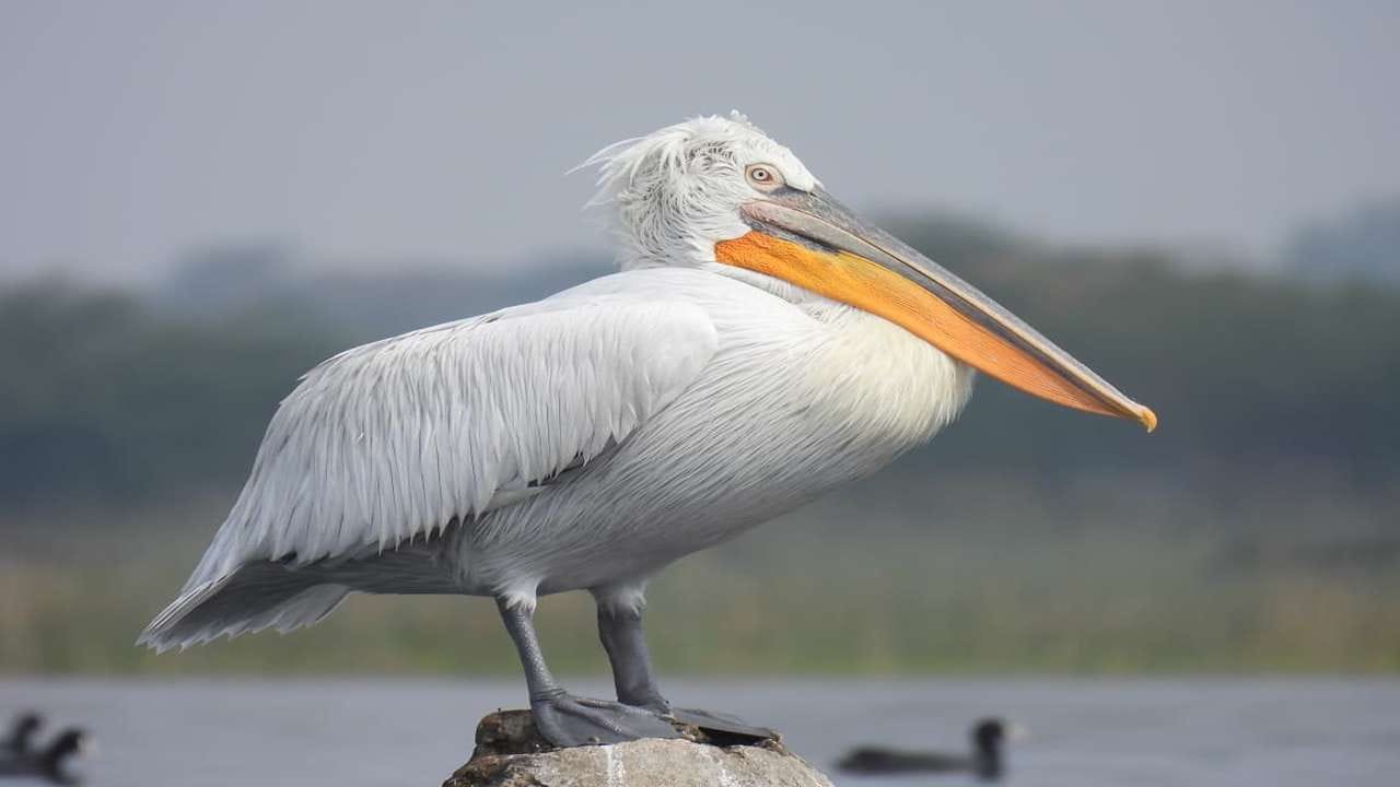 થોળ પક્ષી અભયારણ્યમાં ડૂબકીઓ, પેણ, કાજિયા, બગલા, બગલી અને પાનબગલી, ઢોંક, કાંકણસાર અને ચમચા, હંજ-સુરખાબ, બતક, હંસ, કુંજ, સંતાકૂકડી, આડ, જલમાંજર, કાદવકીચડ ખૂંદનારા, ધોમડો, વાબગલી, કલકલિયા, પીળકિયા, બાજ તેમજ નળ સરોવર પક્ષી અભયારણ્ય વિસ્તારમાં ડૂબકીઓ, પેલિકન્સ, બતક અને હંસ, સંતાકૂકડી, આડ, જલમાંજર, કાજિયા, બગલા, બગલી અને પાનબગલી, ઢોંક, કાંકણસાર અને ચમચા, હંજ-સુરખાબ, કુંજ, કાદવકીચડ ખૂંદનારા, ધોમડો, વાબગલી, કલકલિયા, પીળકિયા, અને બાજનો સમાવેશ થાય છે.