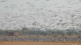 યાયાવર-સ્થાનિક પક્ષીઓ માટે ગુજરાત બન્યુ વિશાળ ઘર