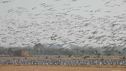 ગુજરાત યાયાવર પક્ષીઓનું બન્યુ વિશાળ ઘર, ખિજડીયા પક્ષી અભયારણ્યમાં 334 પ્રજાતિઓના અંદાજે 3,09,062 પક્ષીઓ નોંધાયા