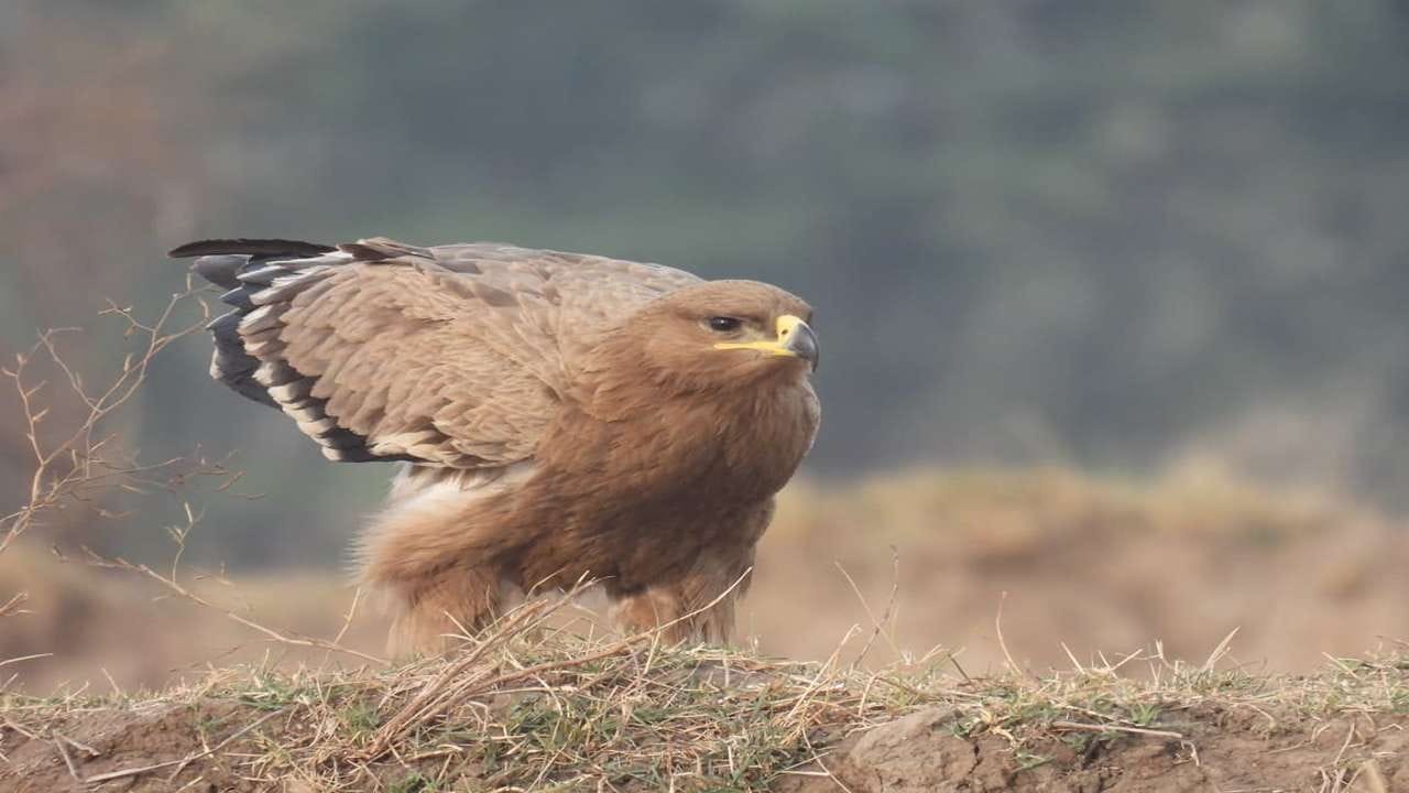 વઢવાણા વેટલેન્ડ વિસ્તારમાં જોવા મળતા માઇગ્રેટરી બર્ડમાં ગાજ હંસ ( ગ્રે લેગ ગુઝ),રાજ હંસ (બાર હેડેડ ગુઝ), લાલ ચાંચ કારચીયા (રેડ ક્રેસ્ટેડ પોચર્ડ), કાબરી કરચીયા (ટફ્ટેડ ડક), ધોળી આંખ કારચીયા(વાઇટઆઇડ પોચર્ડ), સિંગપર (નોર્થન પિન ટેલ), નાની મુરઘાબી (કોમન ટીલ), ટીલીયા (રફ), નાની કાંકણસાર (ગ્લોસી આઇબીસ), રેસિડેન્શિયલ બર્ડમાં ભગવી સુરખાબ (રૂડી શેલ્ડક), નકટો (કોમ્બ ડક),નાનો કજીયો (લિટલ કોમોરન્ટ), નાની સિસોટી બતક (લેસર વિસલિંગ ટીલ ), નાની ધાનચીડી (પેડિફિલ્ડ પીપીટ ),ગિરજા (કોટન ટીલ), દુર્લભ જાતિઓમાં કાળી ડોક ઢોંક (બ્લેક નેક્ડ સ્ટોર્ક) તેમજ શિકારી જાતિમાં પાન પટ્ટાઈ (યુરેશિયન માર્શ હેરિયર)નો સમાવેશ થાય છે.
