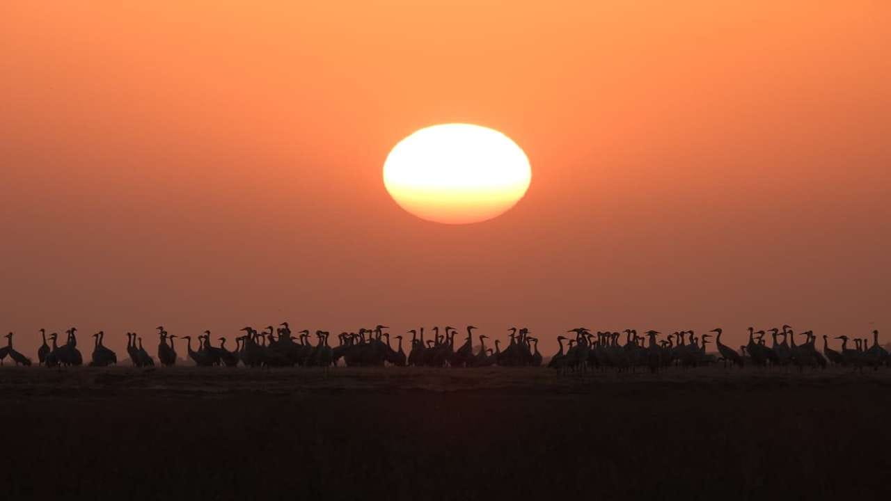 સ્થાનિક અને યાયાવર પક્ષીઓ માટે ગુજરાત પહેલી પસંદગીનું રાજ્ય બન્યું છે. એક વર્ષમાં જામનગરના ખિજડીયા પક્ષી અભયારણ્યમાં 334 પ્રજાતિઓના અંદાજે 3,09,062 પક્ષીઓ નોંધાયા છે. વર્ષ 2024માં હાથ ધરાલેય છેલ્લી પક્ષી ગણતરી મુજબ, નળ સરોવરમાં વિવિધ 17થી વધુ પ્રજાતિઓના 4.12 લાખથી વધુ પક્ષીઓ નોંધાયા છે, તો થોળ પક્ષી અભયારણ્યમાં વિવિધ 17થી વધુ પ્રજાતિઓના 55,587 પક્ષીઓ જણાયા હતા. આમ કુલ 4.67 લાખથી વધુ પક્ષીઓ ગુજરાતમાં નોંધાયા છે.