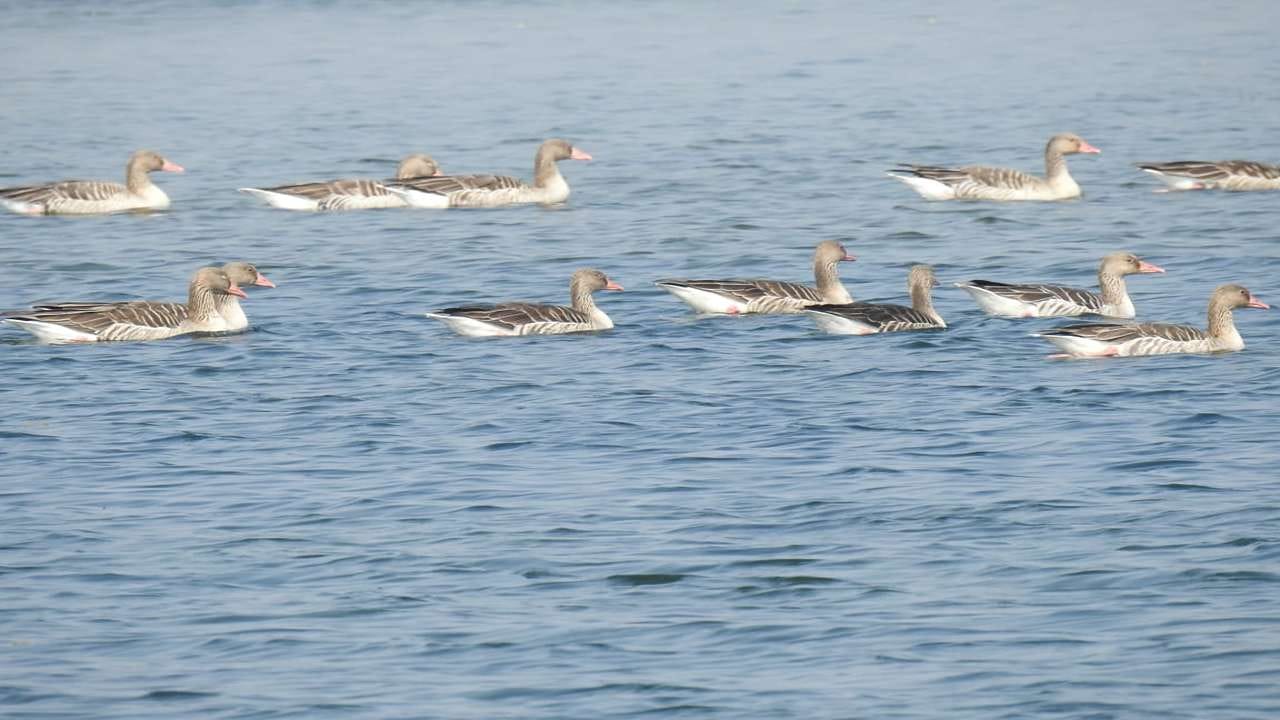 ‘પેસેજ માઇગ્રન્ટ’ ગણતરી એ ભારતની એક અગ્રણી સિટિઝન સાયન્સ પહેલ છે, જે વર્ષ 2022થી દર સપ્ટેમ્બરે મધ્ય અને પશ્ચિમ એશિયાથી આફ્રિકા તરફ જતા પ્રવાસી પક્ષીઓનો વૈજ્ઞાનિક સર્વે કરે છે. કચ્છ વિસ્તાર આ પક્ષીઓ માટે 'રિફ્યુઅલિંગ' સ્ટેશન તરીકે અત્યંત મહત્વનું છે, જ્યાં તેઓ અરબી સમુદ્ર ઓળંગતા પહેલા ચોમાસા પછી પેદા થતા જીવજંતુઓ ખાઈને ખોરાક સ્વરૂપે શક્તિ મેળવે છે.