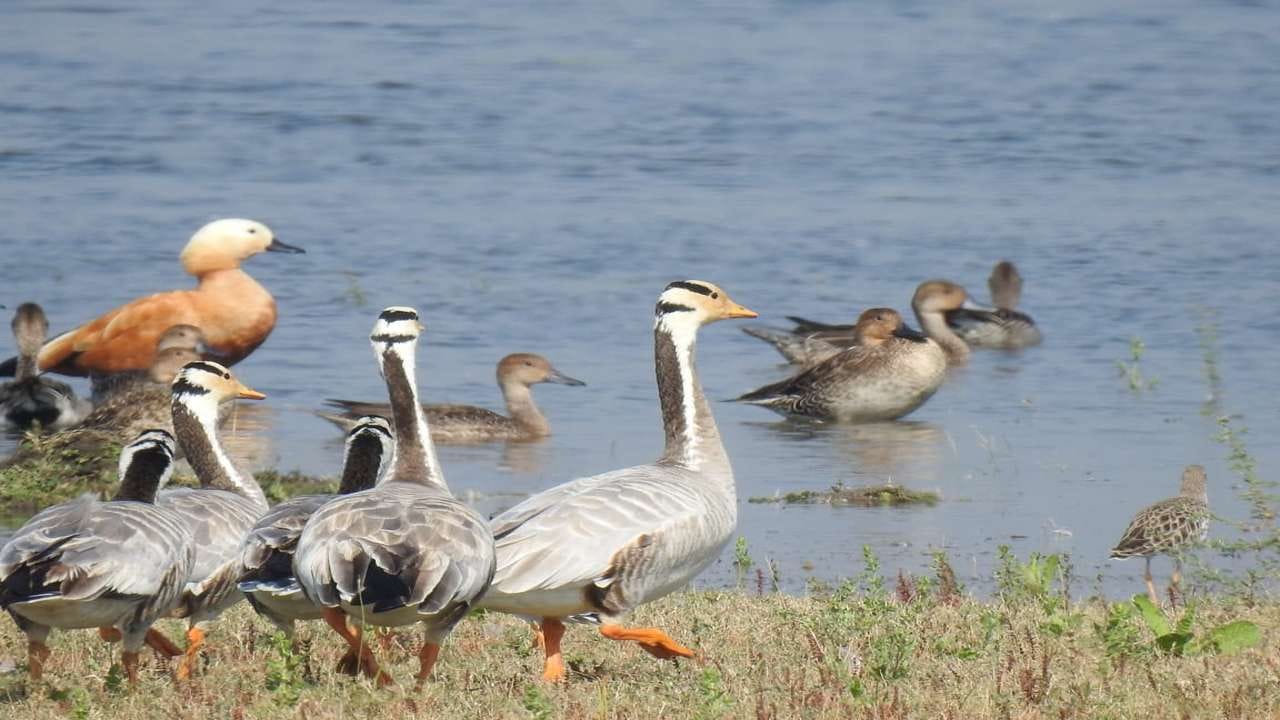 ગત વર્ષ તા. 19થી 21 સપ્ટેમ્બર-2025 દરમિયાન કચ્છમાં એસ્ટ્રલ ફાઉન્ડેશનના સહયોગથી, પ્રણિધિ ટ્રસ્ટે ગુજરાત વન વિભાગ અને બર્ડ કાઉન્ટ ઈન્ડિયા સાથે મળીને પેસેજ માઇગ્રન્ટ કાઉન્ટની ચોથી અને અત્યાર સુધીની સૌથી મોટી આવૃત્તિનું આયોજન કરાયું હતું, જેમાં 17 રાજ્યોના 200થી વધુ પક્ષીપ્રેમીઓએ 51 ટીમોમાં જોડાઈને કચ્છના 10 હજાર ચોરસ કિમી વિસ્તારનું ઝીણવટભર્યું સર્વેક્ષણ હાથ ધર્યું હતું. ભુજમાં આયોજિત ઓરિએન્ટેશન સત્ર બાદ આ ટીમોએ રણ, બન્નીના મેદાનો, કાંટાળા જંગલો અને દરિયાકાંઠાના વિસ્તારોમાં 250થી વધુ સર્વે ગ્રીડ આવરી લીધી હતી. eBird પ્લેટફોર્મના સહયોગથી તૈયાર થયેલા 600થી વધુ ચેકલિસ્ટમાં પક્ષીઓની 250થી વધુ પ્રજાતિઓ નોંધાઈ છે, જે આ પ્રદેશની પર્યાવરણીય વિવિધતા અને સંરક્ષણ માટેના મજબૂત આંકડા પૂરા પાડે છે.