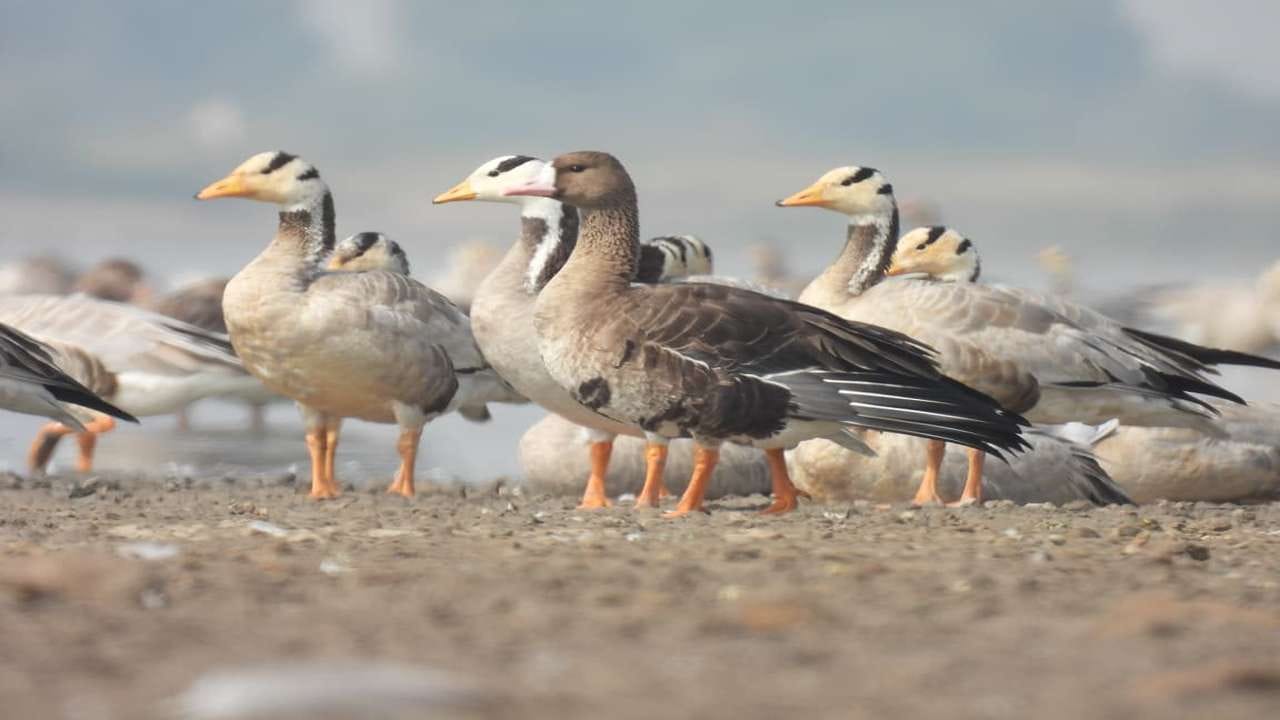 વઢવાણા વેટલેન્ડ વિસ્તારમાં વર્ષ 2024-25માં યાયાવર પક્ષીઓની 41 જાતિઓની અંદાજિત 35,932 સંખ્યા, વિવિધ પાંચ જાતિઓની અંદાજિત 5147 તેમજ 91 સ્થાનિક પક્ષીઓની અંદાજિત 12,921 સંખ્યા નોંધાઈ છે. જ્યારે કચ્છ વિસ્તારમાં વર્ષ 2025માં અંદાજે 2564 પક્ષીઓ ગુજરાતના મહેમાન બન્યા છે, જેના પરિણામે ગુજરાત ‘પક્ષી જીવન’ માટે ‘સ્વર્ગ’ તરીકે ઉભરી આવ્યું છે.