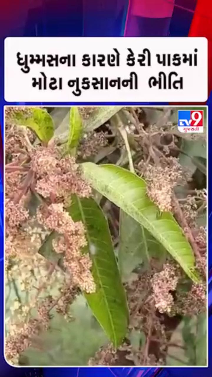 ધુમ્મસના કારણે કેરી પાકમાં મોટા નુકસાનની  ભીતિ