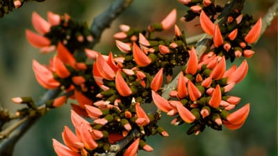 કમરકસમાંથી મળતો ગુંદર શરીરને અંદરથી શક્તિ આપનાર માનવામાં આવે છે. તે કમરના દુખાવા ઘટાડવામાં સહાયક બને છે અને શારીરિક નબળાઈ દૂર કરવા ઉપયોગી છે. ખાસ કરીને ઠંડીની મોસમમાં તેને ઘી, લોટ અને થોડા ગોળ અથવા ખાંડ સાથે મિશ્રિત કરીને લાડુ કે પંજરી બનાવીને લેવાય છે, જેનાથી શરીરમાં ગરમાહટ સાથે સારી ઊર્જાનો સંચાર થાય છે. ( Credits: AI Generated )