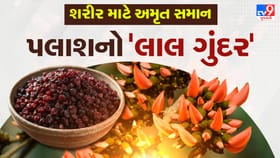 પલાશના ઝાડમાંથી નીકળતો લાલ ગુંદર સ્વાસ્થ્ય માટે ફાયદાકારક