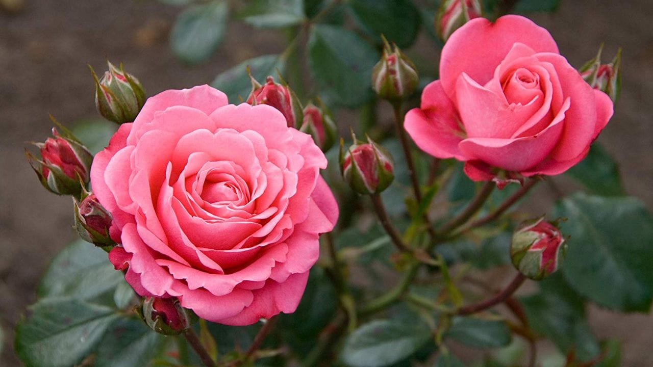 જોકે, બીજો દ્રષ્ટિકોણ તેને વાસ્તુ સાથે જોડે છે અને જણાવે છે કે ઘરની સામે કાંટાવાળા છોડ ટાળવા જોઈએ કારણ કે તે નકારાત્મક ઉર્જા લાવે છે. ચાલો બંને દ્રષ્ટિકોણ વિશે વિગતવાર જાણીએ.