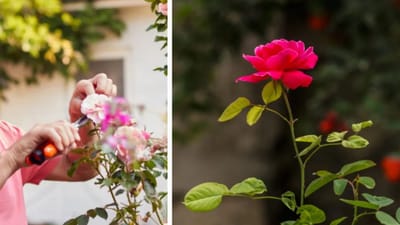 શું ઘરની સામે ગુલાબનું ઝાડ વાવવા જોઈએ? ગુલાબ વાવતા પહેલા લોકો ઘણીવાર આ પ્રશ્ન પર વિચાર કરતા નથી. જોકે, આ મુદ્દા પર બે અલગ અલગ દ્રષ્ટિકોણ ઉભરી આવે છે. પહેલો દ્રષ્ટિકોણ ફેંગશુઈનો છે, જે માને છે કે ગુલાબનું ઝાડ વાવવાથી ઘરમાં સકારાત્મક ઉર્જા આવે છે.