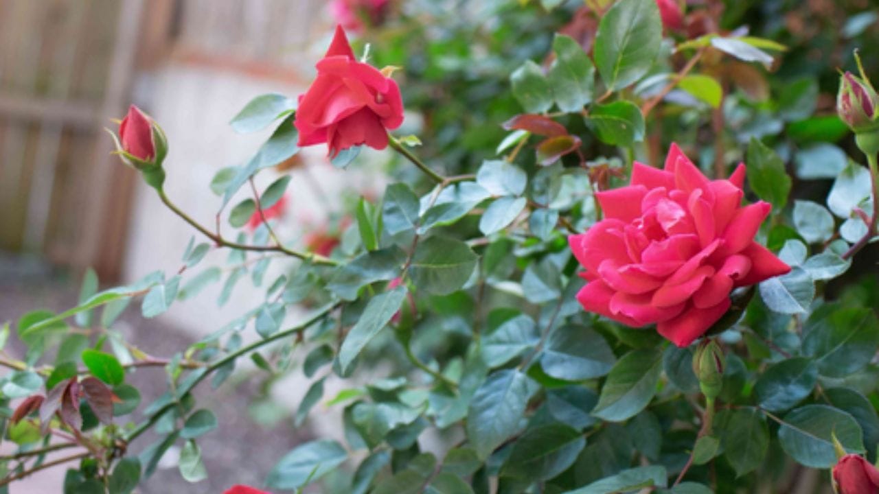 ઘરની સામે ગુલાબનું ઝાડ વાવવાથી ઘરમાં વિવાદ થઈ શકે છે. તે લોકોમાં મૂંઝવણ પેદા કરે છે અને ક્યારેક મતભેદ પણ થઈ શકે છે. હકીકતમાં, ઘરની સામે આવા કાંટાવાળા છોડ વાવવાથી જીવનમાં સમસ્યાઓ વધી શકે છે, તેથી તેને ઘરની સામે લગાવવાનું ટાળો.