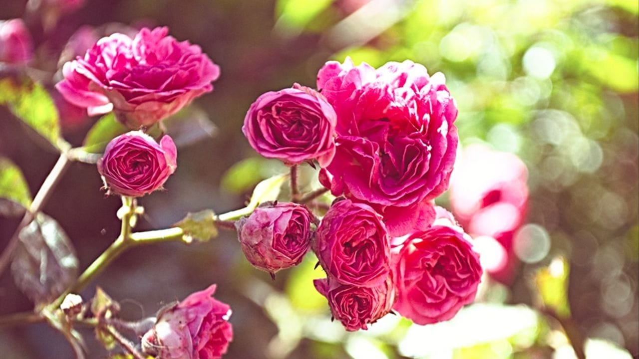 ફેંગ શુઇ અનુસાર, તમારા ઘરની સામે ગુલાબનું ઝાડ વાવવું સકારાત્મક અને ઉર્જાવાન વાતાવરણ બનાવે છે. જો તે લાલ રંગનું હોય, તો તે વધુ ઉર્જાવાન માનવામાં આવે છે. તેવી જ રીતે, સફેદ ગુલાબને શાંતિનું પ્રતીક ગણી શકાય. તેથી, તેને વાવવાથી ઘર અને તેના રહેવાસીઓને ખુશ રાખવામાં મદદરૂપ થાય છે.